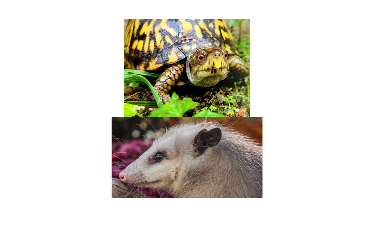 Top photo is a turtle in grass, bottom photo is the head of an opossum